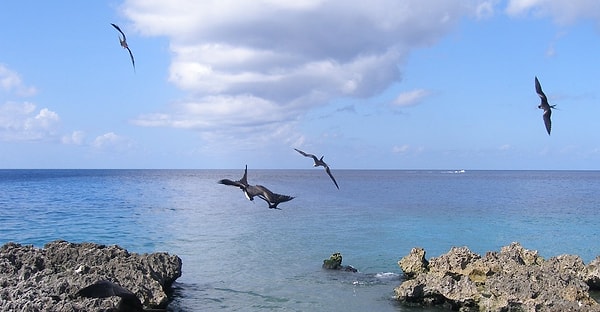 7. Какую птицу прозвали солдатом за то, что она крадет пищу других птиц прямо в воздухе?