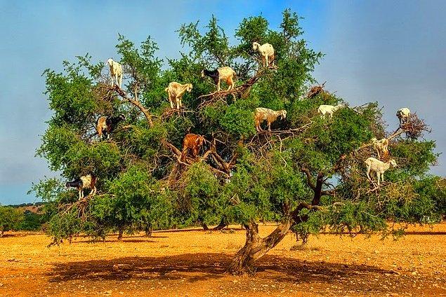 Argan ağaçları ve keçileri