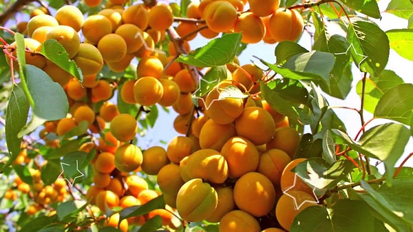 1. Что из этого изготавливается не из абрикосов?