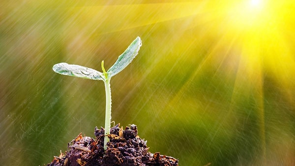 3. Что из этого не участвует в процессе фотосинтеза?