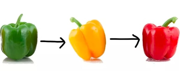 3. Зеленый перец — это просто недозревший красный или желтый, а не отдельный сорт