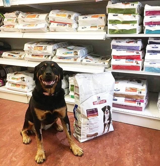 16. "Kan bağışladığı için bedava köpek maması aldıktan sonra Tia!"