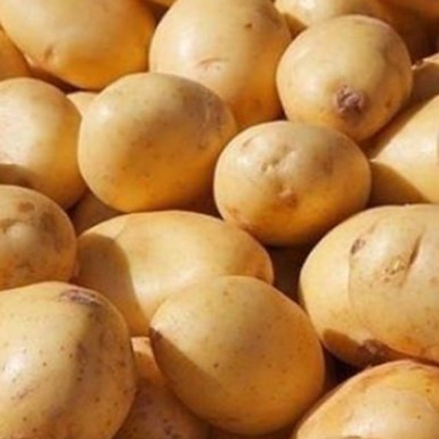 Patates