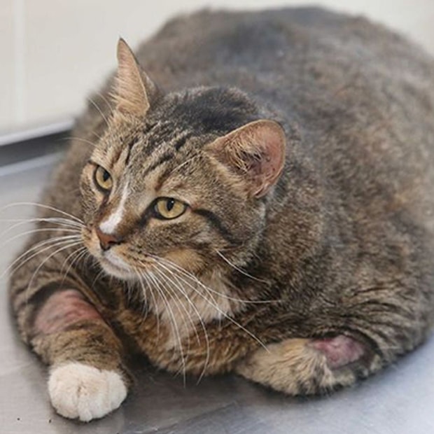 Kedi