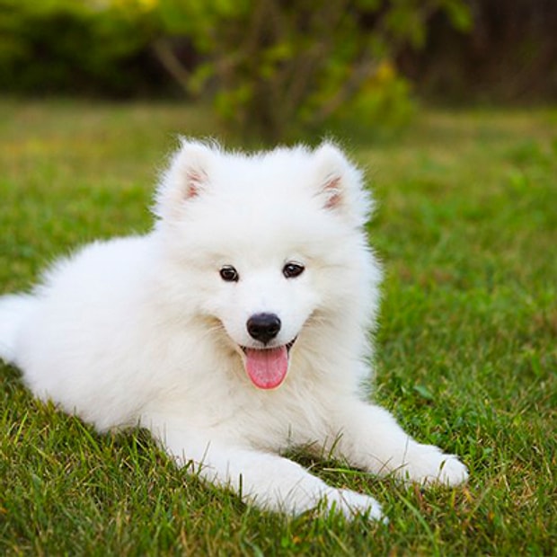 Köpek