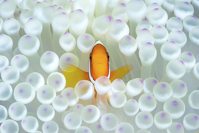 11. Mansiyon Ödülü, Portre Kategorisi, "Nemo," Matteo Visconti.