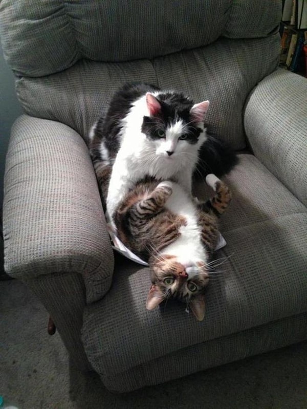 11. "Да не деремся мы, просто обнимаемся".