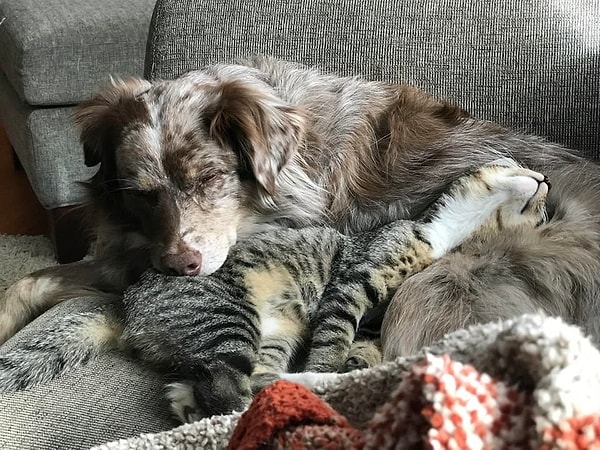 1. Сладкая парочка, которая не прочь поваляться на диване.