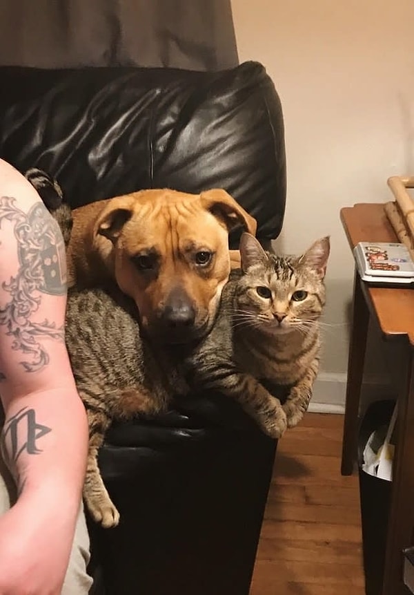 2. С другом и любимым креслом можно поделиться.