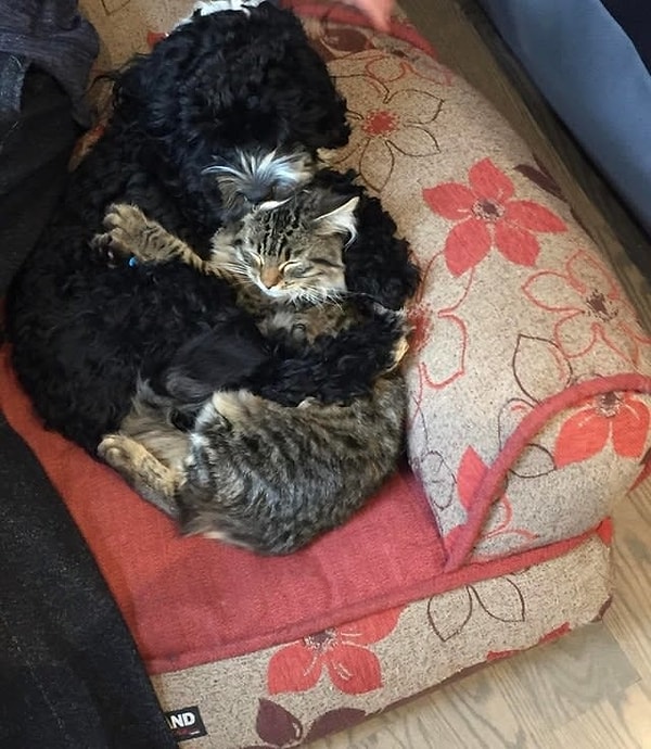 3. Бесплатные обнимашки!