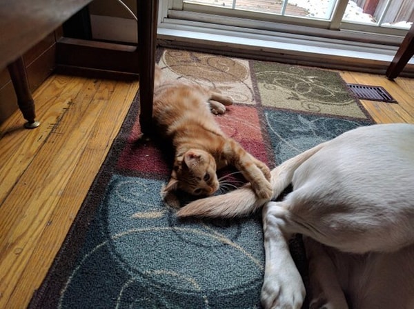 17. Дружище, не уходи!