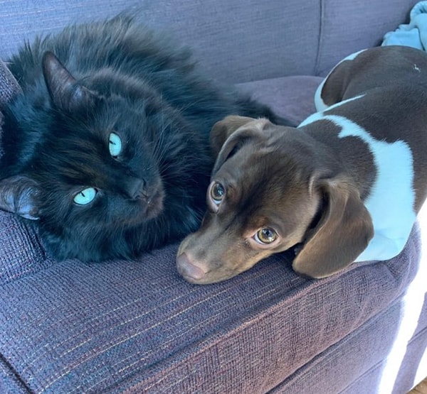 18. Еще одна парочка фотогеничных хвостатых