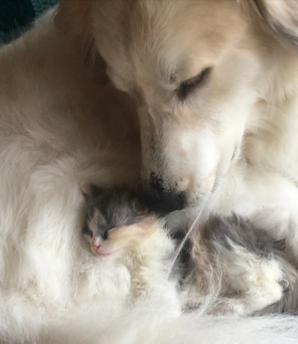 20. Согреть друга своим теплом