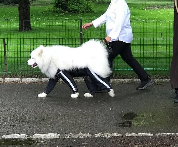 10. С такой белой шерстью без брюк никак.