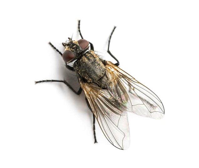 3. "Eğer uçakta bir böcek varsa böceğin ileri doğru uçamayacağı, çünkü hareket halindeki uçaktan daha hızlı uçamadığı..."