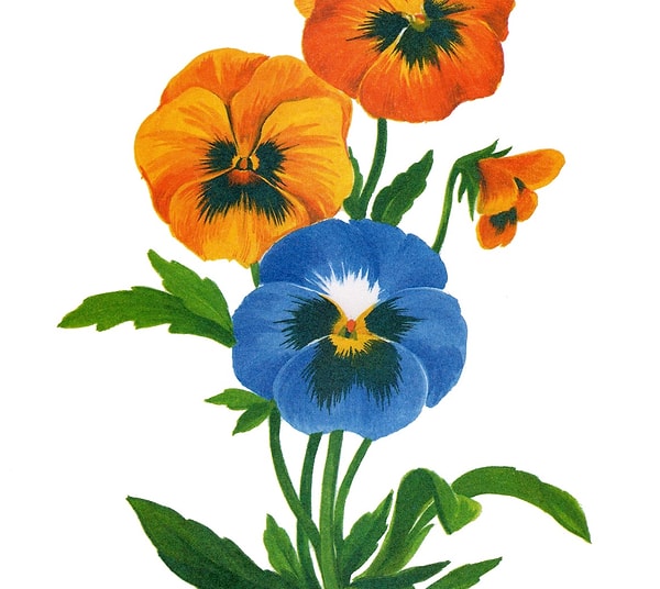 2. Рыльце, столбик, завязь — элементы…