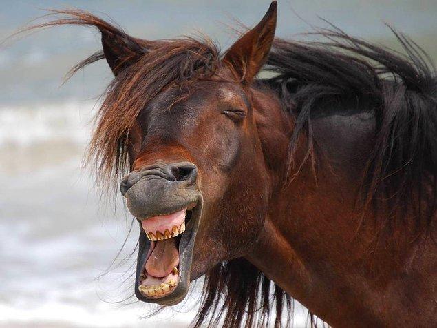 10. "Bir at ağzını kapattığında çenesi kendini kilitler ve bir insanın ağzını tekrar açması imkansızdır."