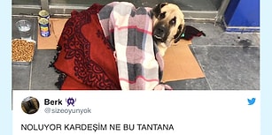 Ocak Ayında Mizaha Doyduğumuzu Gösteren 33 Komik Tweet