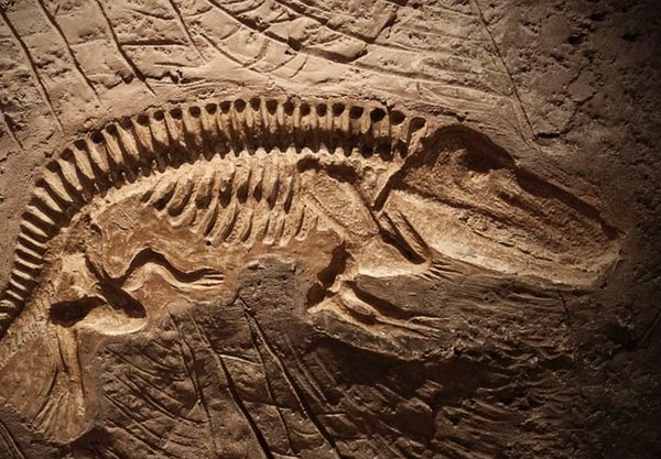 2. Выберите окаменелость: