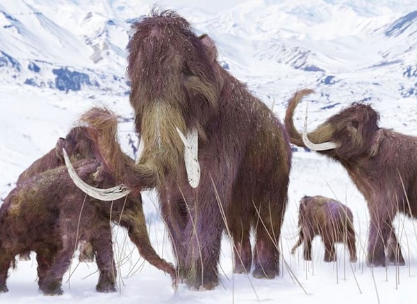 Ваше тотемное животное - это шерстистый мамонт!