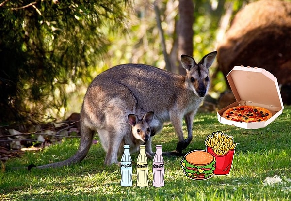 9. Чем любят полакомиться кенгуру?
