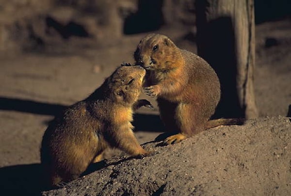 12. Какой тип растительности можно наблюдать в североамериканских прериях?