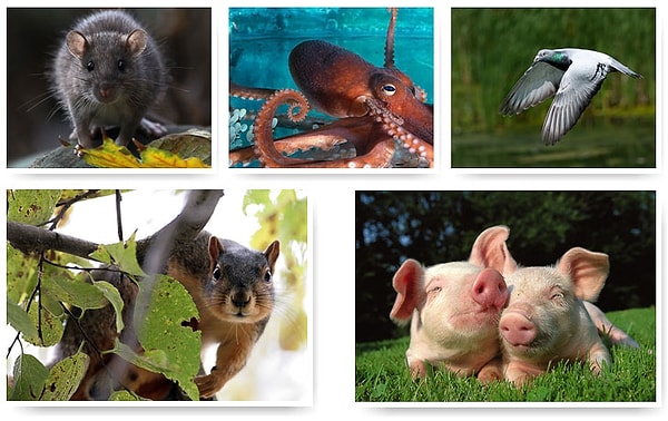 6. Какие еще организмы и животные, помимо человека, будут обитать на вашей планете?