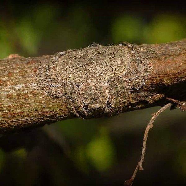 2. Ağaç dalına kendini düzleştirip sarabilme özelliğinden adını alan "sarma örümcek".