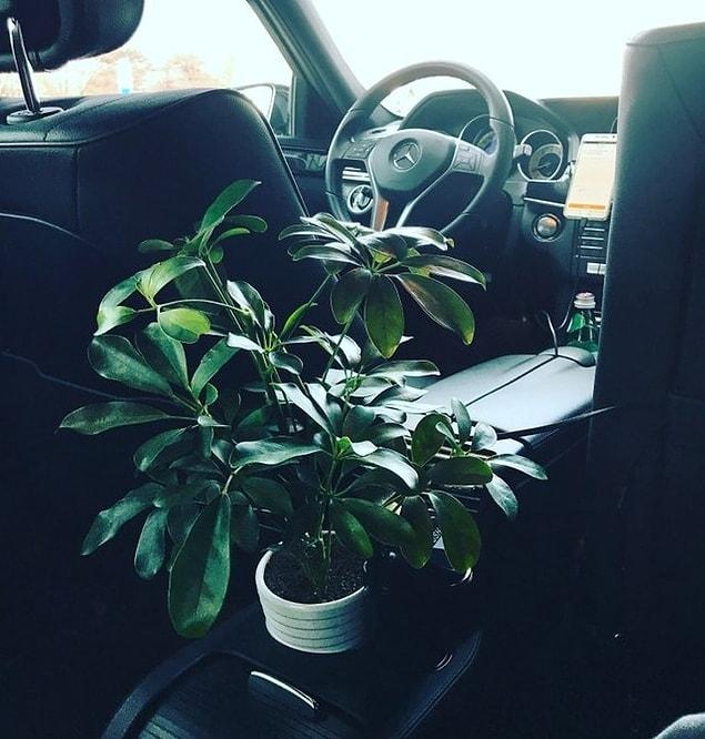 15. In China, a plant in a taxi that improves air quality.