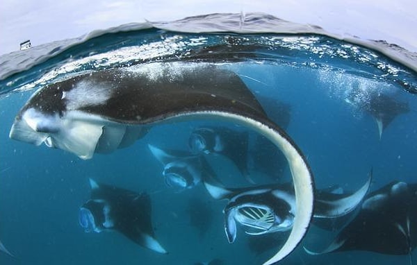 5. Какого океана не существует?