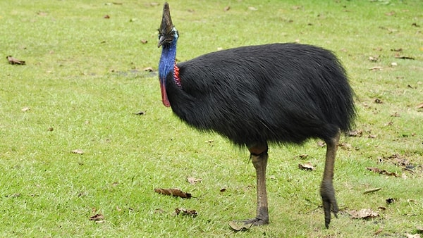 12. Как называется эта птица?