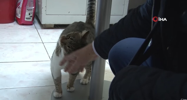"Müşteri kediye tekme attı, kedi ona karşılık verdi ve yüzünü tırmaladı"