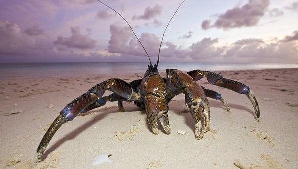 10. Десятиногого краба, который питается плодами пальм, называют…