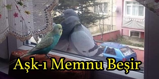 Televizyon Dünyasıyla İlgili Attıkları Komik Tweetlerle Hafta Boyunca Güldüren 15 Kişi