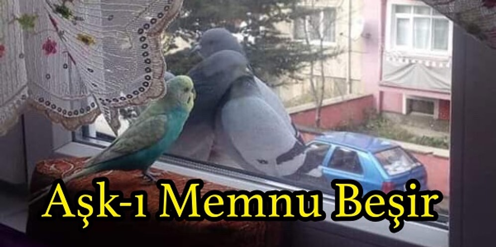 Televizyon Dünyasıyla İlgili Attıkları Komik Tweetlerle Hafta Boyunca Güldüren 15 Kişi