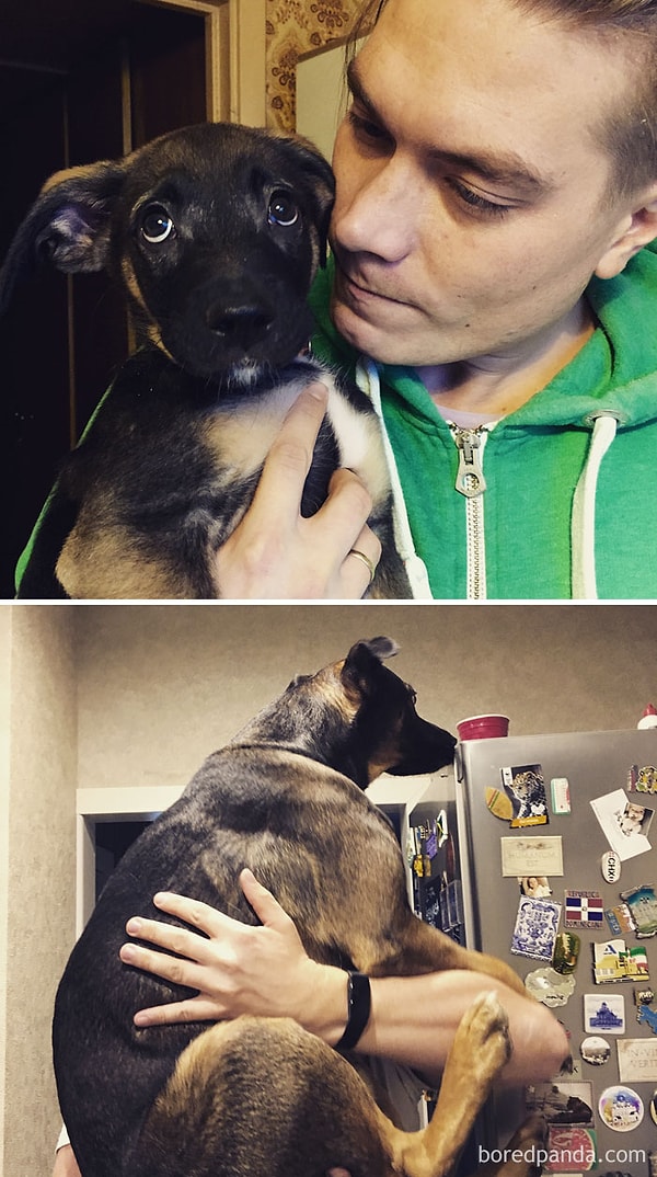 34. Из щенка в огромную собаку