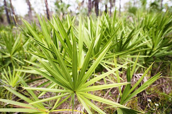 7. Saw palmetto