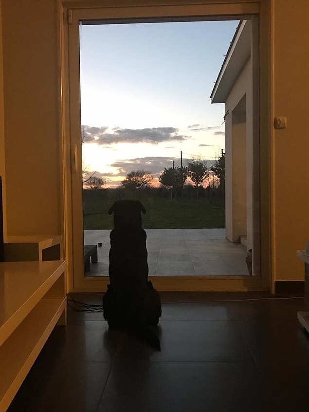 Nala, en yakın dostunun gelmesini böyle bekliyor. 😢
