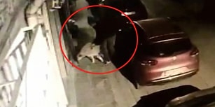 Köpeği Taciz Eden Kağıt Toplayıcıya Mahalle Dayağı Atan İnsanlar