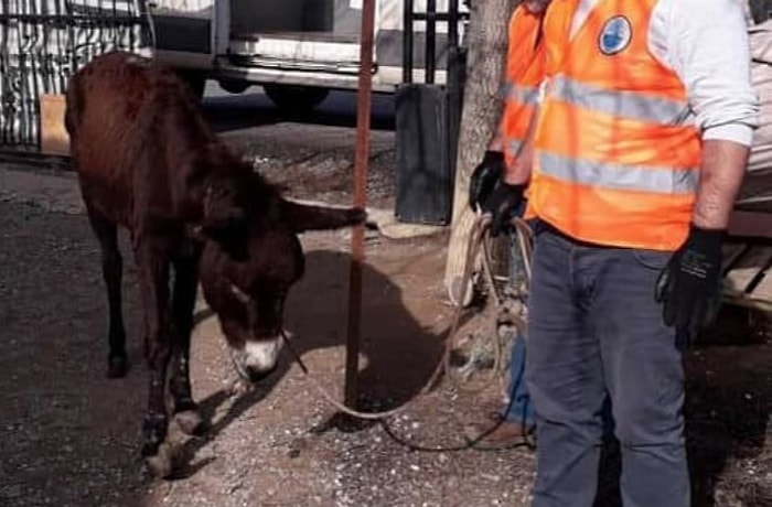 Suç Var, Ceza Yok! Menderes'te 'Eşeğe Tecavüz Edip Kuyruğunu Kesmişler'