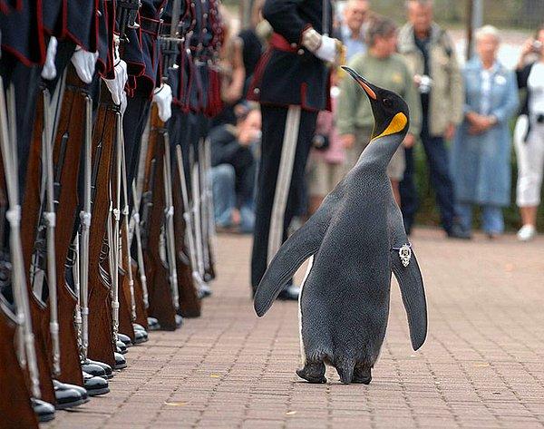 8. Edinburgh Hayvanat Bahçesi'nde adı Nils Olav olan bir kral penguen var.