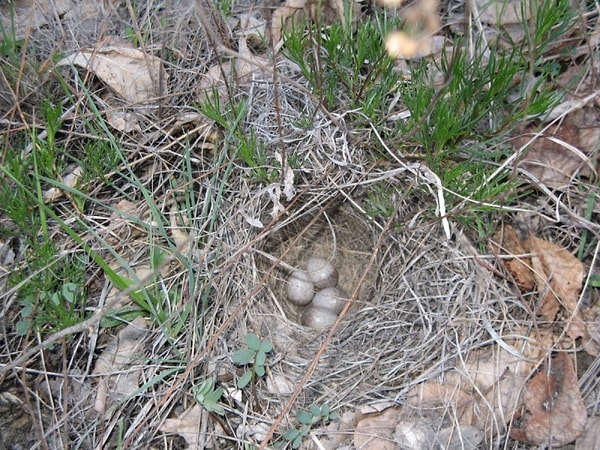 7. А известно ли вам, какие птицы вьют гнёзда не на деревьях, а на земле?