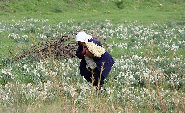 'İhtiyaç sahibi bir komşumuz var. Onun kirası çıksın, ev ekonomisine katkısı olsun, diye toplayıp, satıyoruz. Yağmur suları dolan tarlalara girmek zor; ancak komşumuz yaban nergislerini topluyor, biz satıyoruz.'