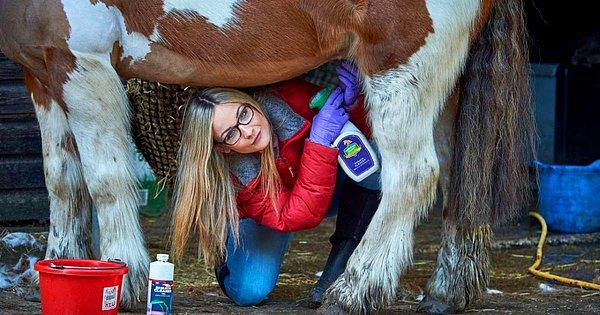 Arkadaşlarının, atlarının genital bölgelerini temizleme konusunda isteksiz olduğunu ve ondan yardım istediklerini söylüyor.