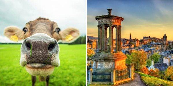 7. İskoçya'da inek sahiplerinin sarhoş olması yasaktır.