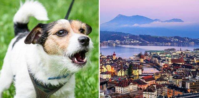 12. İsviçre'de havlayan bir köpeği azarlamak yasa dışıdır.