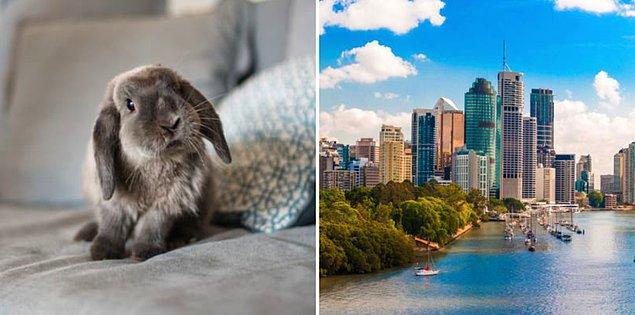 15. Sihirbaz olduğunuzu kanıtlayamadığınız sürece Avustralya'da bir tavşan besleyemezsiniz.