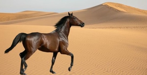 7. Теперь представьте, что в пустыне появилась лошадь. Какая она?