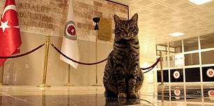 Isınmak İçin Sığınmıştı: 'Kedi Adalet' Amasya Adliyesi'nin Maskotu Oldu ve Yeni Yuvasında Mutlu
