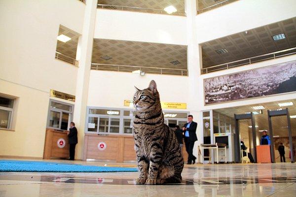 Binaya gelen vatandaşların da ilgi gösterdiği kedi Adalet uysallığıyla dikkati çekiyor.